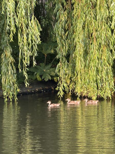 Four young ducks are seen swimming in a tranquil canal, framed by the lush, drooping branches of a weeping willow tree